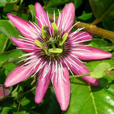 Passiflora