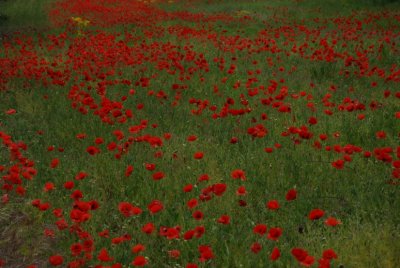 Flowering 2007