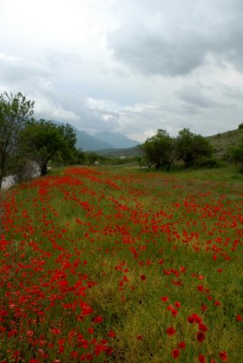 Flowering 2007