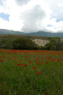 Flowering 2007