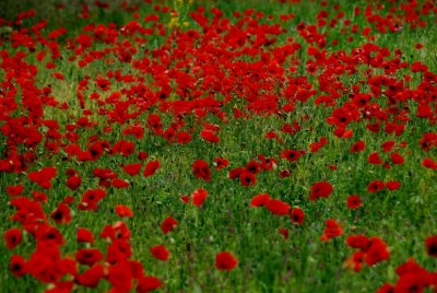 Flowering 2007