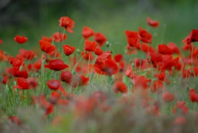 Flowering 2007