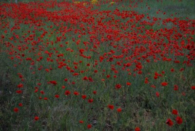 Flowering 2007