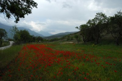 Flowering 2007