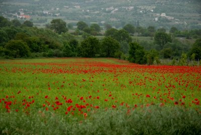 Flowering 2007