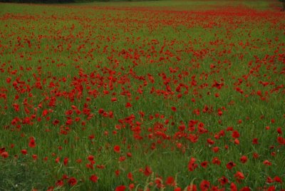 Flowering 2007