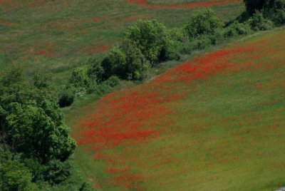 Flowering 2007