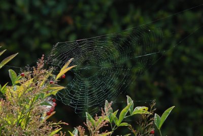 The spider weaving