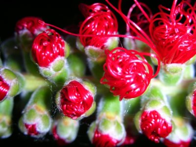 Callistemon borning