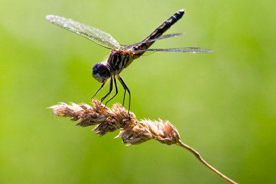 Blue Dasher Dragonfly