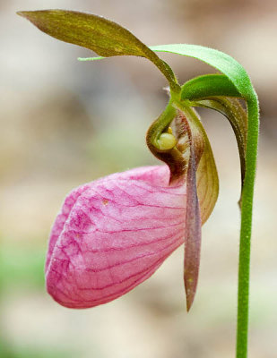 Lady's Slipper Orchid