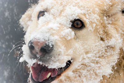 Lady Covered with Snow