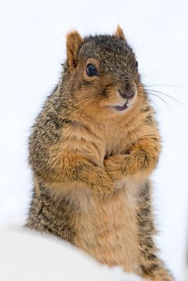 Fox Squirrel