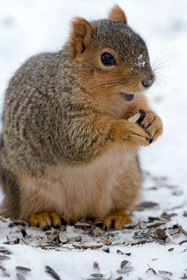 Fox Squirrel