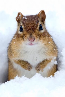 Chipmunk