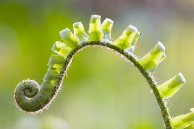 Christmas Fern Unfolding