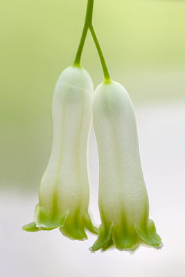 Smooth Solomon's Seal