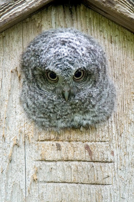 Eastern Screech Owl Chick