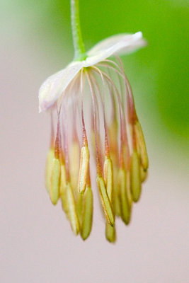 Early Meadow Rue Close-up