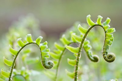 Christmas Ferns Unfolding