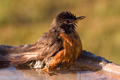 Robin in Birdbath