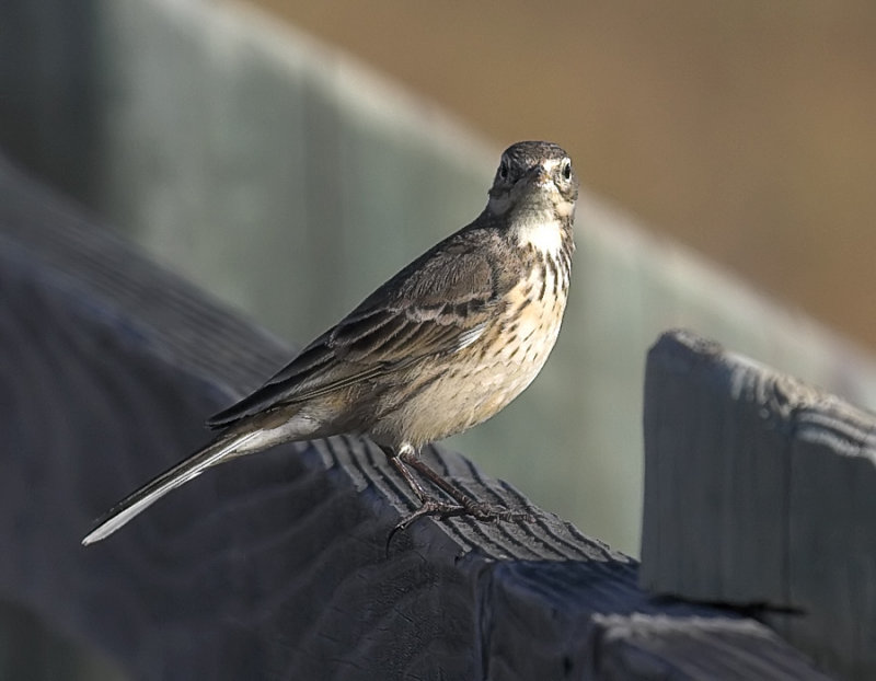 American Pipit