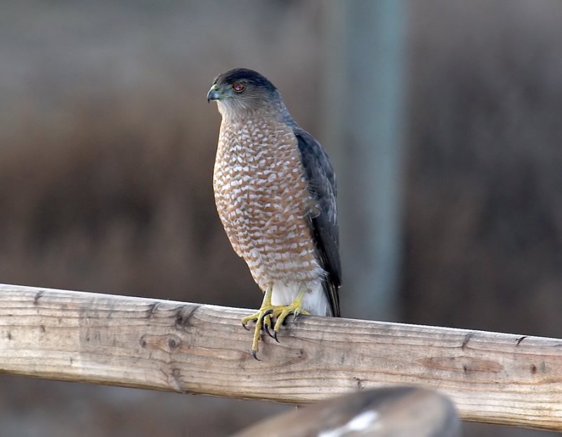 Coopers Hawk