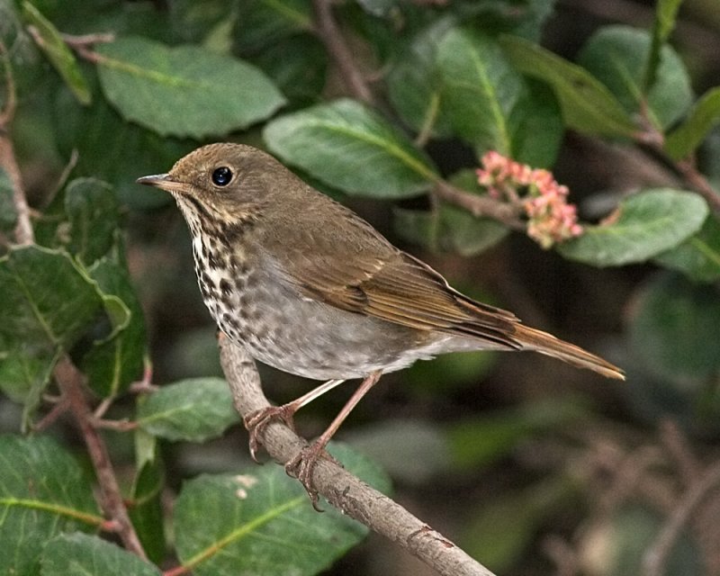 Hermit Thrush