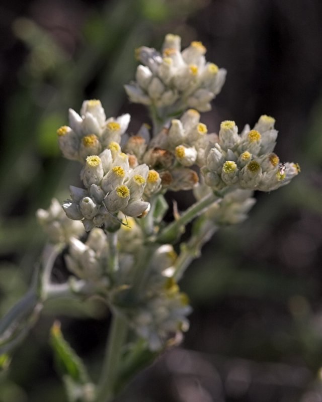 Annual Everlasting (Pseudognaphalium stramineum)