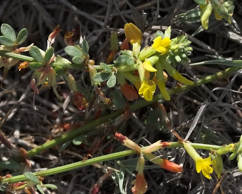 Coastal Lotus (<em>Lotus salsuginosus</em>)