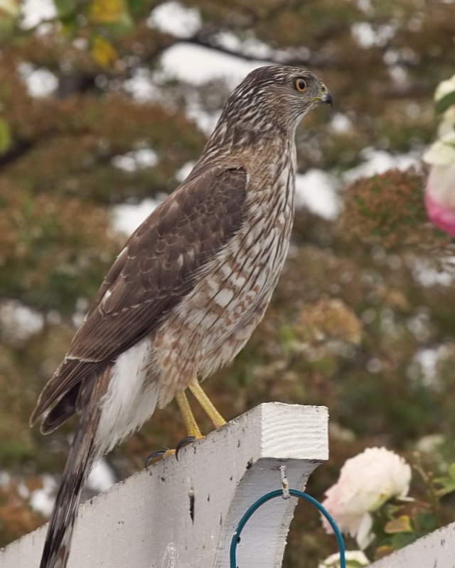 Coopers Hawk