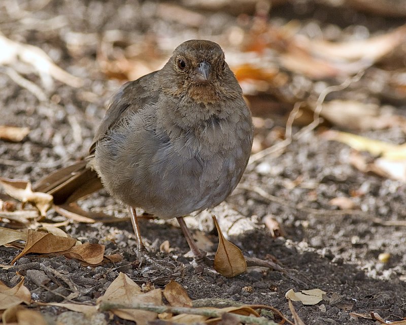 California Towhee