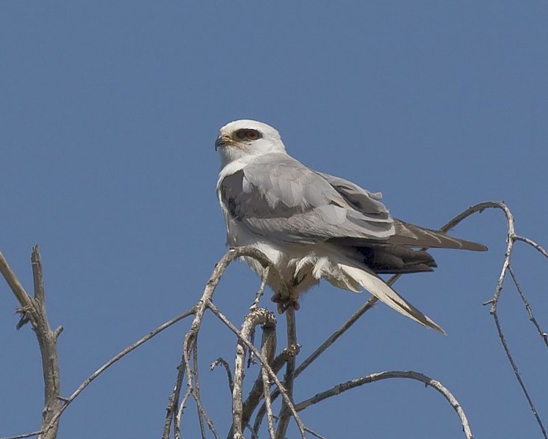 White-tailed Kite