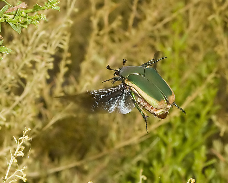 Green Fruit Beetle (<em> Cotinis mutabilis</em>)