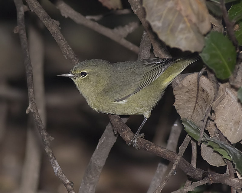 Orange-crowned Warbler