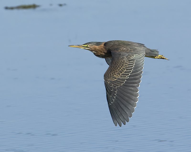 Green Heron