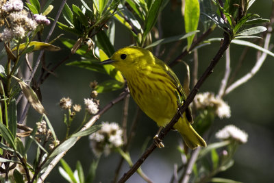 Yellow Warbler