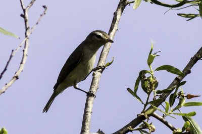 Warbling Vireo