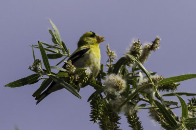 American Goldfinch