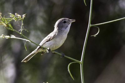 Bell's Vireo