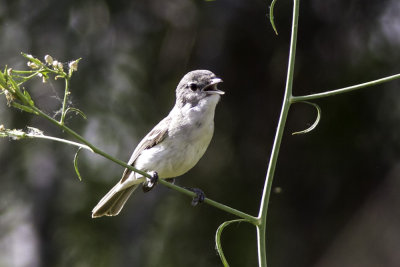 Bell's Vireo