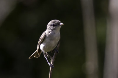 Bell's Vireo