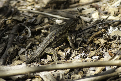 Western Fence Lizard (Sceloporus occidentalis)