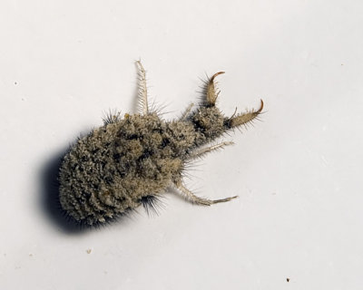 Antlion (Brachynemurus sackeni)