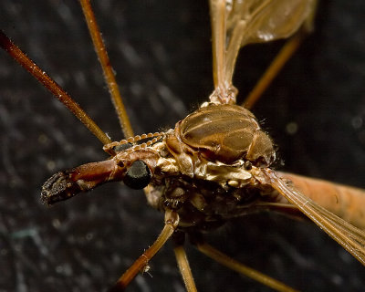 Large cranefly -closeup
