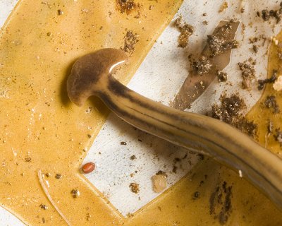 Hammerhead Worm  (Bipalium kewense)