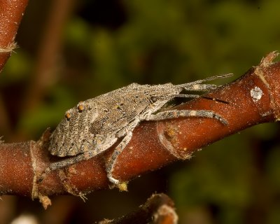 Rough Stinkbug (Brochymena affinis)