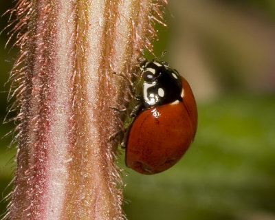 Spotless Ladybird Beetle  (Cycloneda sanguinea)