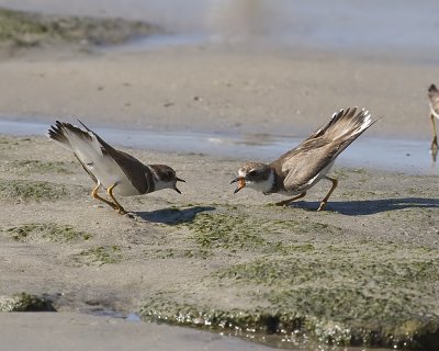 Semipalmated Plovers - fighting