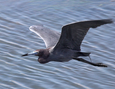 Little Blue Heron